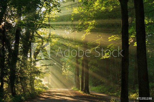 Bild på Sun rays shining through the trees in the forrest